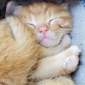 Carte de vœux - Chatons endormis