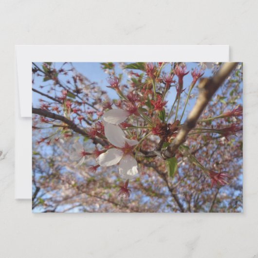 Carte de voeux Cherry Blossom Spring (Devant)
