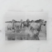 Carte de voeux Cheval - Cheval Blanc court au leve (Intérieur)