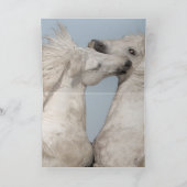 Carte de voeux Cheval - Deux Stallions Blancs (Intérieur)