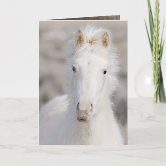 Carte de voeux Cheval Wild Colt neige (Devant)