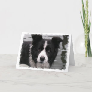 Carte de voeux Collie Bordure