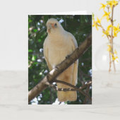 Carte de voeux Corella (Fleur jaune)
