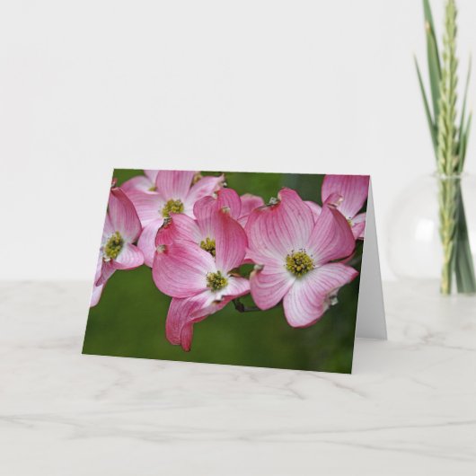 Carte de voeux : Cornouiller rose (Devant)