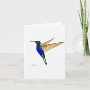 Carte de voeux Coronet Hummingbird