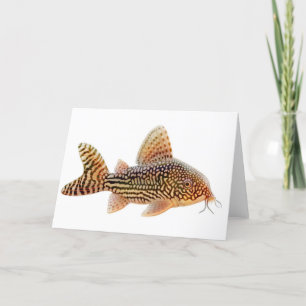 Carte de voeux Corydoras Catfish