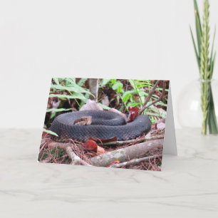 Carte de voeux Cottonmouth Snake