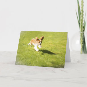 Carte de vœux Course Petit Chien dans la Cour