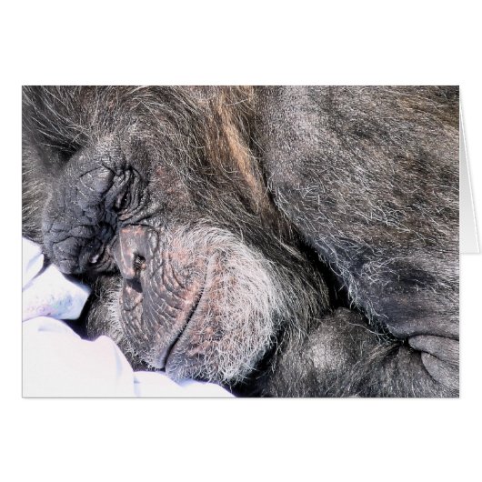 Carte de voeux CUT CHIMPANZEE (Devant horizontal)