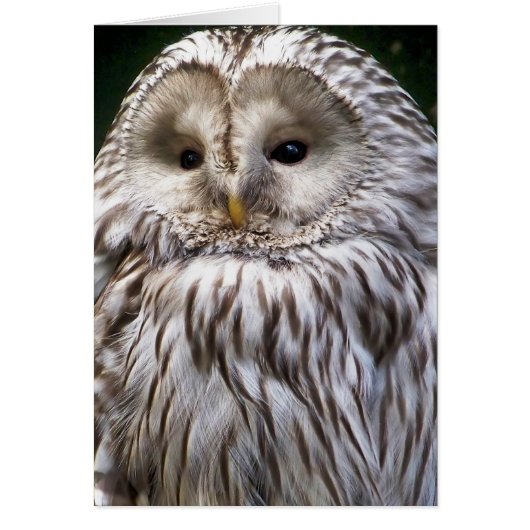 Carte de voeux CUTE OWL (Devant)