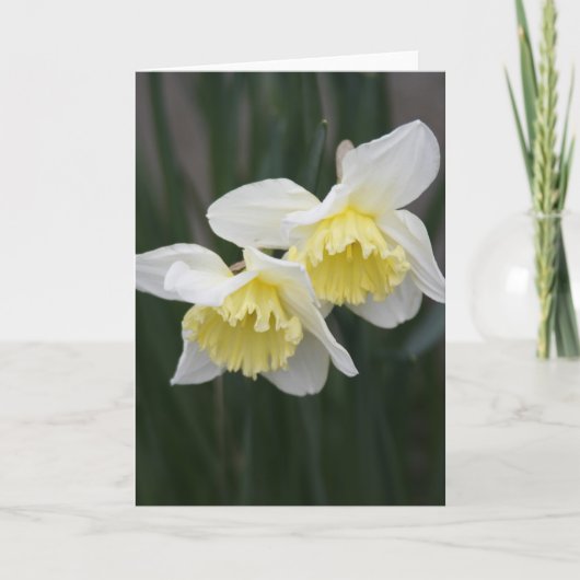 Carte de voeux Daffodils blanc et jaune (Devant)
