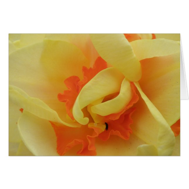Carte de voeux Daffodique (Devant horizontal)