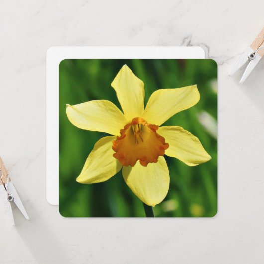 Carte de voeux Daffodique (Devant/Arrière en situation)