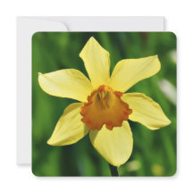 Carte de voeux Daffodique