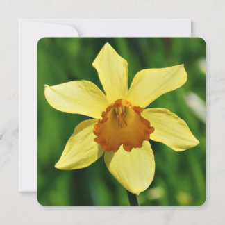 Carte de voeux Daffodique