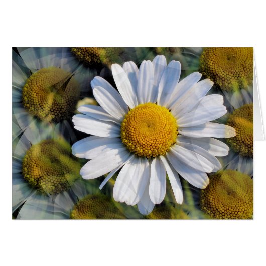 Carte de voeux DAISIES (Devant horizontal)