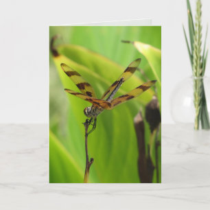Carte de voeux Dancing Dragonfly