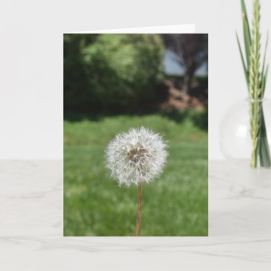 Carte de voeux Dandelion (Devant)