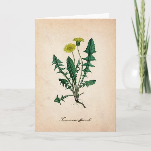 Carte de voeux Dandelion, illustration scientifiqu (Devant)