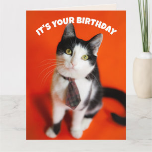 CARTE DE VOEUX D'ANNIVERSAIRE CHAT MIGNON CRAVATE