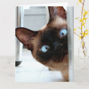 CARTE DE VŒUX D'ANNIVERSAIRE CHAT SIAMOIS PEUREUX