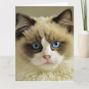 Carte de voeux d'anniversaire CUTE CAT PERSIAN