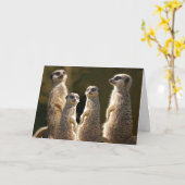 Carte de voeux d'anniversaire Meerkat (Fleur jaune)