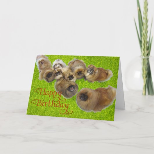 Carte de vœux d'anniversaire Pékinois (Devant)