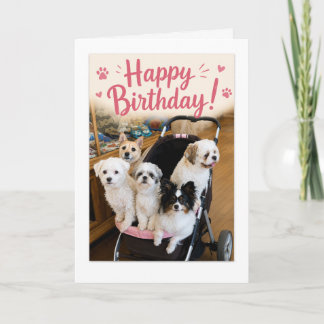 Carte de vœux d'anniversaire pour cinq chiens géni