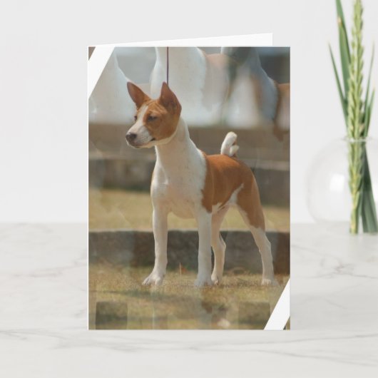 Carte de voeux de Basenji (Devant)