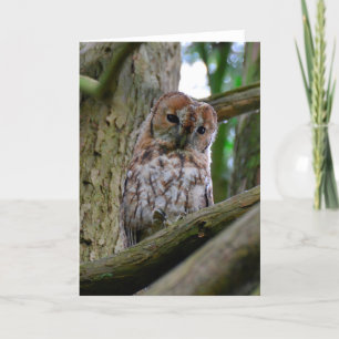 Carte de voeux de blanc de hibou fauve