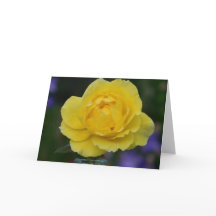 Carte de voeux de blanc de rose jaune