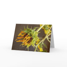 Carte de voeux de blanc du cycle de l'été