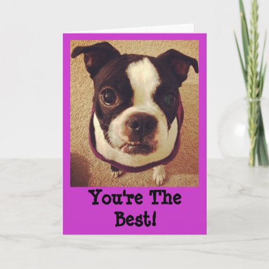 Carte de voeux de Boston Terrier (Devant)