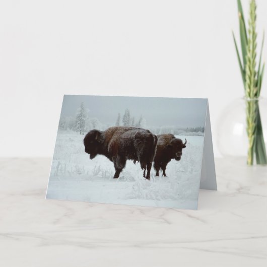 Carte de voeux de Buffalo (Devant)