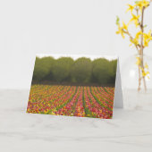 Carte de voeux de champ de tulipe (Fleur jaune)