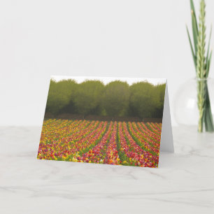Carte de voeux de champ de tulipe