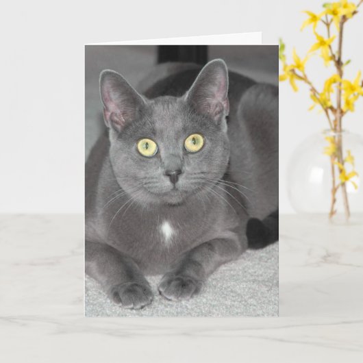 Carte de voeux de chat (Fleur jaune)