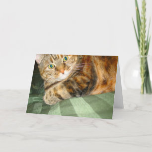 Carte de voeux de chat