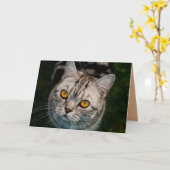 Carte de voeux de chat de McGonagall (Fleur jaune)