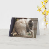 Carte de voeux de chat de Ragdoll (Fleur jaune)