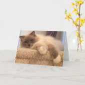 Carte de voeux de chat de Ragdoll (Fleur jaune)