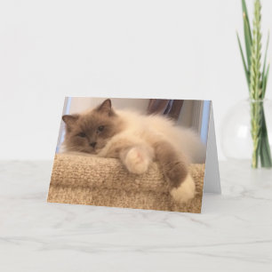 Carte de voeux de chat de Ragdoll