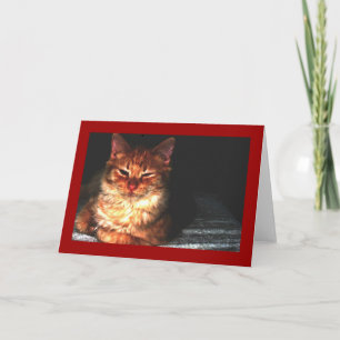 Carte de voeux de chat vierge...