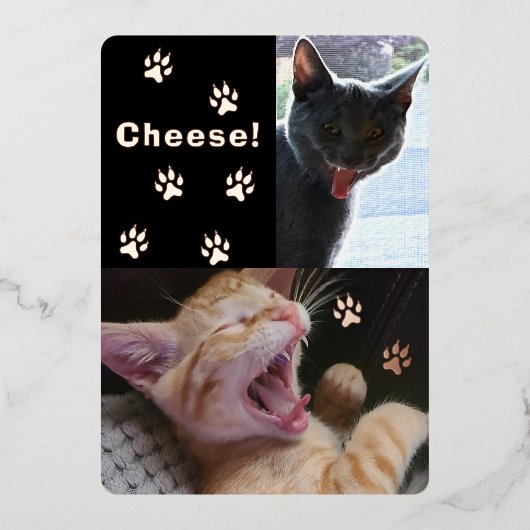 Carte de vœux de chats drôles qui rient (Recto)