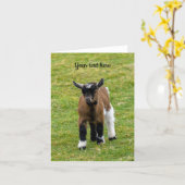 Carte de vœux de chevreau chèvre pygmée (Fleur jaune)