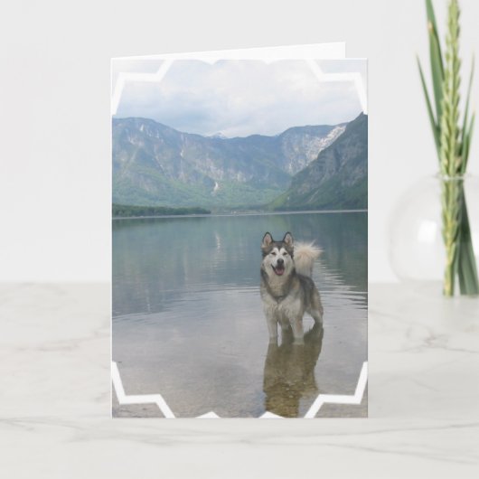 Carte de voeux de chien de Malamute (Devant)