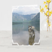 Carte de voeux de chien de Malamute (Fleur jaune)