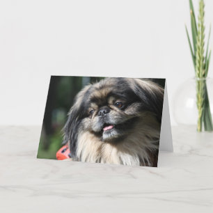 Carte de voeux de chien de Pekingese