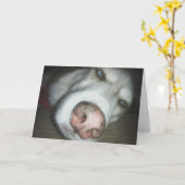 Carte de voeux de chien Husky Dog d'anniversaire t (Fleur jaune)